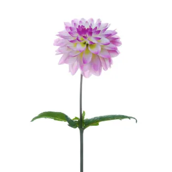 Natural Dahlia Plant